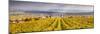 Vineyards of Ville Dommange, Champagne Ardenne, France-Matteo Colombo-Mounted Photographic Print