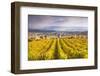 Vineyards of Ville Dommange, Champagne Ardenne, France-Matteo Colombo-Framed Photographic Print