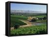Vineyards, Oliverhill Wines, Mclaren Vale, South Australia, Australia, Pacific-Neale Clarke-Framed Stretched Canvas