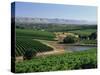 Vineyards, Oliverhill Wines, Mclaren Vale, South Australia, Australia, Pacific-Neale Clarke-Stretched Canvas