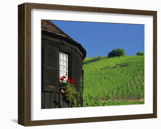 Vineyards on Hillside Behind Circular Timbered House, Riquewihr, Haut-Rhin, Alsace, France, Europe-Tomlinson Ruth-Framed Photographic Print