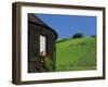 Vineyards on Hillside Behind Circular Timbered House, Riquewihr, Haut-Rhin, Alsace, France, Europe-Tomlinson Ruth-Framed Photographic Print