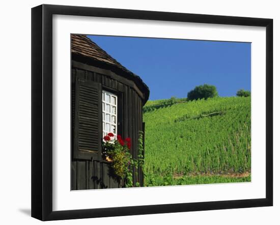 Vineyards on Hillside Behind Circular Timbered House, Riquewihr, Haut-Rhin, Alsace, France, Europe-Tomlinson Ruth-Framed Photographic Print