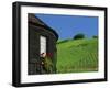 Vineyards on Hillside Behind Circular Timbered House, Riquewihr, Haut-Rhin, Alsace, France, Europe-Tomlinson Ruth-Framed Photographic Print