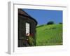 Vineyards on Hillside Behind Circular Timbered House, Riquewihr, Haut-Rhin, Alsace, France, Europe-Tomlinson Ruth-Framed Photographic Print