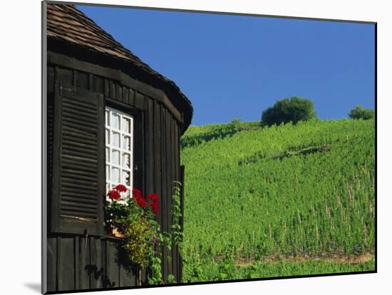 Vineyards on Hillside Behind Circular Timbered House, Riquewihr, Haut-Rhin, Alsace, France, Europe-Tomlinson Ruth-Mounted Photographic Print