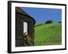 Vineyards on Hillside Behind Circular Timbered House, Riquewihr, Haut-Rhin, Alsace, France, Europe-Tomlinson Ruth-Framed Photographic Print