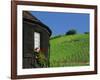 Vineyards on Hillside Behind Circular Timbered House, Riquewihr, Haut-Rhin, Alsace, France, Europe-Tomlinson Ruth-Framed Photographic Print