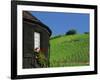 Vineyards on Hillside Behind Circular Timbered House, Riquewihr, Haut-Rhin, Alsace, France, Europe-Tomlinson Ruth-Framed Photographic Print