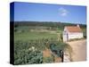 Vineyards on Route Des Grands Crus, Nuits St. Georges, Dijon, Burgundy, France-Geoff Renner-Stretched Canvas