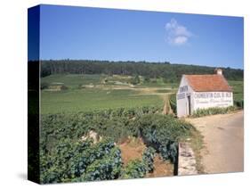 Vineyards on Route Des Grands Crus, Nuits St. Georges, Dijon, Burgundy, France-Geoff Renner-Stretched Canvas