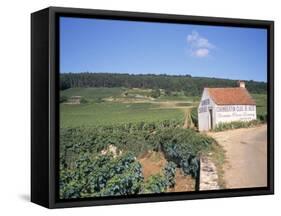 Vineyards on Route Des Grands Crus, Nuits St. Georges, Dijon, Burgundy, France-Geoff Renner-Framed Stretched Canvas