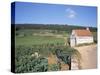 Vineyards on Route Des Grands Crus, Nuits St. Georges, Dijon, Burgundy, France-Geoff Renner-Stretched Canvas