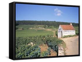 Vineyards on Route Des Grands Crus, Nuits St. Georges, Dijon, Burgundy, France-Geoff Renner-Framed Stretched Canvas