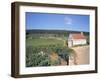 Vineyards on Route Des Grands Crus, Nuits St. Georges, Dijon, Burgundy, France-Geoff Renner-Framed Photographic Print