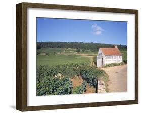 Vineyards on Route Des Grands Crus, Nuits St. Georges, Dijon, Burgundy, France-Geoff Renner-Framed Photographic Print