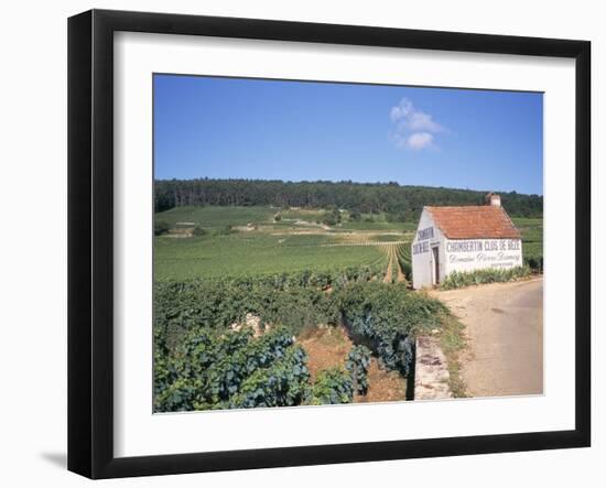 Vineyards on Route Des Grands Crus, Nuits St. Georges, Dijon, Burgundy, France-Geoff Renner-Framed Photographic Print