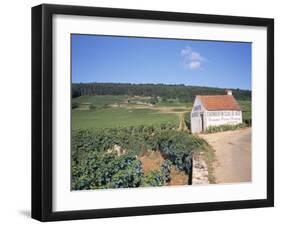 Vineyards on Route Des Grands Crus, Nuits St. Georges, Dijon, Burgundy, France-Geoff Renner-Framed Photographic Print