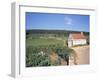 Vineyards on Route Des Grands Crus, Nuits St. Georges, Dijon, Burgundy, France-Geoff Renner-Framed Photographic Print