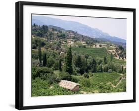 Vineyards on the Island of Samos, Greece-David Beatty-Framed Photographic Print