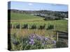 Vineyards, Ostend, Waiheke Island, Hauraki Gulf, North Island, New Zealand-Ken Gillham-Stretched Canvas