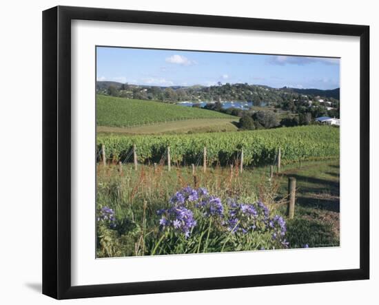 Vineyards, Ostend, Waiheke Island, Hauraki Gulf, North Island, New Zealand-Ken Gillham-Framed Photographic Print