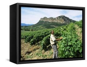 Vineyards, Patrimonio Area, Corsica, France-Yadid Levy-Framed Stretched Canvas