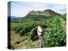 Vineyards, Patrimonio Area, Corsica, France-Yadid Levy-Stretched Canvas