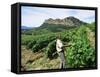 Vineyards, Patrimonio Area, Corsica, France-Yadid Levy-Framed Stretched Canvas