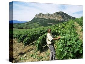 Vineyards, Patrimonio Area, Corsica, France-Yadid Levy-Stretched Canvas