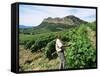 Vineyards, Patrimonio Area, Corsica, France-Yadid Levy-Framed Stretched Canvas