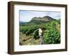 Vineyards, Patrimonio Area, Corsica, France-Yadid Levy-Framed Photographic Print