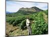 Vineyards, Patrimonio Area, Corsica, France-Yadid Levy-Mounted Photographic Print
