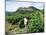 Vineyards, Patrimonio Area, Corsica, France-Yadid Levy-Mounted Photographic Print