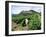 Vineyards, Patrimonio Area, Corsica, France-Yadid Levy-Framed Photographic Print