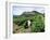 Vineyards, Patrimonio Area, Corsica, France-Yadid Levy-Framed Photographic Print