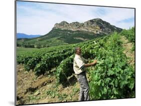 Vineyards, Patrimonio Area, Corsica, France-Yadid Levy-Mounted Photographic Print