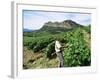 Vineyards, Patrimonio Area, Corsica, France-Yadid Levy-Framed Photographic Print