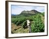 Vineyards, Patrimonio Area, Corsica, France-Yadid Levy-Framed Photographic Print