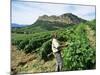 Vineyards, Patrimonio Area, Corsica, France-Yadid Levy-Mounted Photographic Print