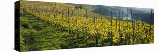 Vineyards, Peidmont, Italy-null-Stretched Canvas
