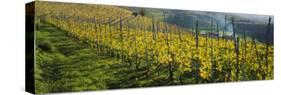 Vineyards, Peidmont, Italy-null-Stretched Canvas