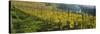 Vineyards, Peidmont, Italy-null-Stretched Canvas