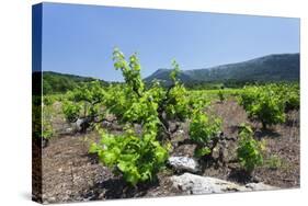 Vineyards, Peninsula Peljesac, Dalmatia, Croatia, Europe-Markus Lange-Stretched Canvas