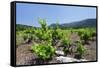 Vineyards, Peninsula Peljesac, Dalmatia, Croatia, Europe-Markus Lange-Framed Stretched Canvas