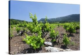 Vineyards, Peninsula Peljesac, Dalmatia, Croatia, Europe-Markus Lange-Stretched Canvas