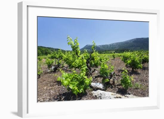 Vineyards, Peninsula Peljesac, Dalmatia, Croatia, Europe-Markus Lange-Framed Photographic Print