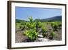 Vineyards, Peninsula Peljesac, Dalmatia, Croatia, Europe-Markus Lange-Framed Photographic Print