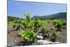 Vineyards, Peninsula Peljesac, Dalmatia, Croatia, Europe-Markus Lange-Mounted Photographic Print
