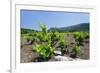 Vineyards, Peninsula Peljesac, Dalmatia, Croatia, Europe-Markus Lange-Framed Photographic Print